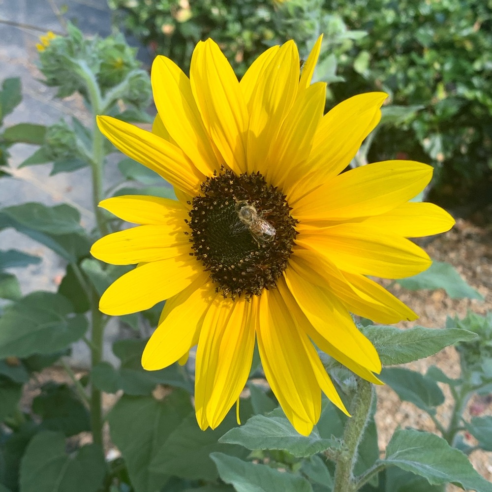 Meet your Posher, Yolanda